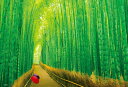 【300P】嵯峨野の竹林