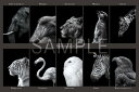 【1000P】アニマルセレクション