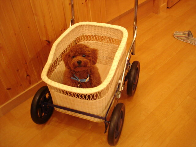 ̵ۤǽ褿襤äȾΥ꡼ȡWANMINI