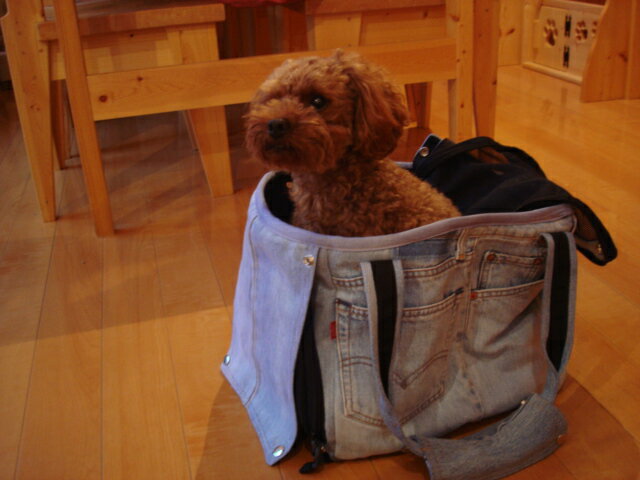 1stDogCafeꥸʥڥԥ˥å꡼Хå