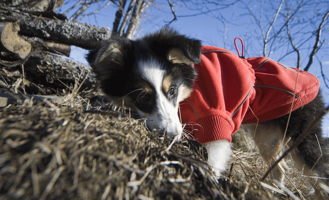 フィンランドのドッグブランド【Hurtta】【フルッタ】・フリースジャケット【Waterproof Fleece Jacket】 小・中型犬用