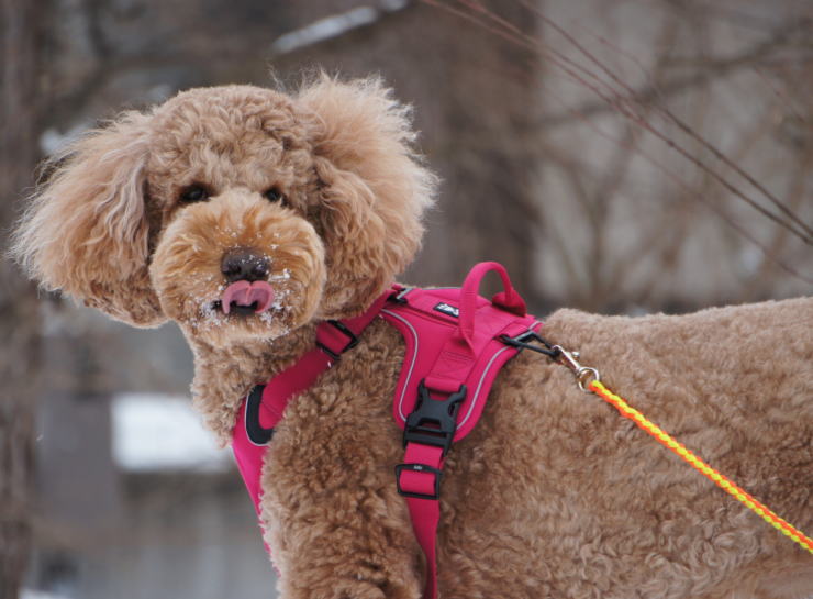 【月の】 GUCCI 犬 首輪,犬 鑑札 首輪 専用 一番新しいタイプ