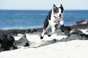 Hurtta フルッタ ・ドッグシューズ「Outback Boots ドッグブーツ 犬用靴 Hurtta フルッタ ・ドッグシューズ「Outback Boots ドッグブーツ 犬用靴