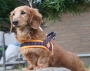 愛犬に優しくフィット ナイロンソフトT型ハーネス Topcanis×RatiaナイロンソフトT型ハーネス 愛犬に優しくフィット ナイロンソフトT型ハーネス Topcanis×RatiaナイロンソフトT型ハーネス