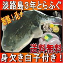 【3年とらふぐ】(元魚1.3kgサイズ)鍋5人前丸ごと1匹　身欠き白子付き！