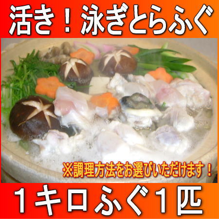 活き泳ぎとらふぐ1キロサイズまるまる1匹売りふぐちり3〜4人前3つの調理方法が選べます！新鮮第一！泳ぎふぐ1匹調理致します。【2年ふぐ】