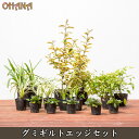 【グミギルトエッジセット】 グミギルトエッジ/アガパンサス/オタフクナンテン/ノカンゾウ/フイリヤブラン/アジュガ 植栽セット