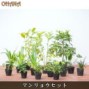 【マンリョウセット】 マンリョウ/センリョウ/ツワブキ/コクリュウ/シャガ/フッキソウ 庭木・植栽セット