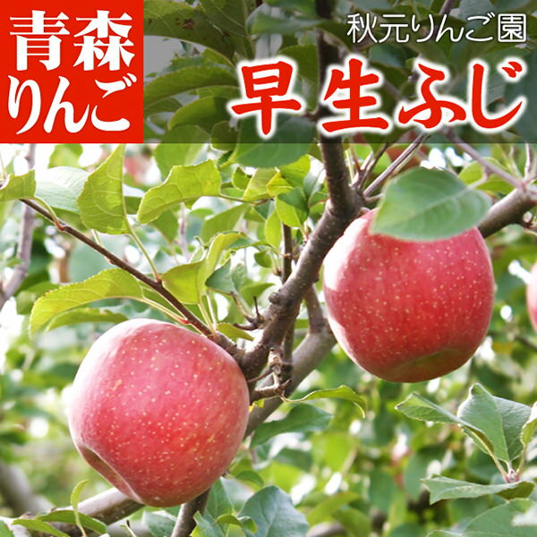 【早割 10％OFF】【送料無料】青森県産りんご『早生ふじ』 ●家庭用 5C箱(16〜20個入)　【リンゴ 林檎 アップル Apple】【フルーツ 果物 果肉 果汁 糖度】【ギフト 贈り物 贈答】【産地直送】【訳あり ワケあり 訳アリ】