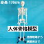 送料無料 人体模型 170cm M39M