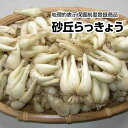 【予約商品】6月上旬出荷予定【鳥取県産】砂丘らっきょう 根付らっきょう 地理的表