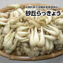 【予約商品】6月上旬出荷予定【鳥取県産】砂丘らっきょう 根付らっきょう 地理的表