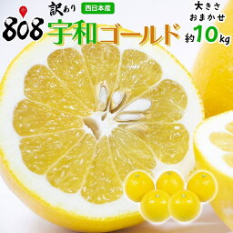 【送料無料】【愛媛県産】訳あり　宇和ゴールド　大きさおまかせ　約10kg(北海道沖縄別途送料加算