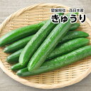 【宮崎県 愛媛県他 西日本産】産地直送 きゅうり 1箱 約5kg入【常温便送料無料】(北海道沖縄別途送料加算)冷やしきゅうり/きゅうり食べるだけダイエット/キュウリ/胡瓜/漬物/キムチ