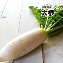 【西日本産】訳あり 朝採れ大根 1箱 2L〜4Lサイズ 6本〜8本入 【常温便送料無料】(北海道沖縄別途送料加算)訳有/訳あり/訳アリ/ワケあり