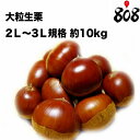 【送料無料】【愛媛県産】大粒生栗 2L〜3Lサイズ 約10k...