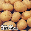 【産地厳選】男爵芋 L〜2Lサイズ 1箱 約10kg【常温...