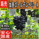 【予約販売:8月末以降順次発送】【兵庫県産】加西ゴールデンベリーA マスカットベリーA ぶどう 秀品 大きさおまかせ 1箱 4パック 約2kg【チルド便送料無料】(北海道沖縄別途送料加算)【西日本産 低農薬・特別栽培農産物】