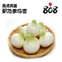 【送料無料】【長崎県産】新玉ねぎ 大玉 約10kg(北海道沖...