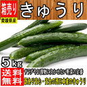 【宮崎県 愛媛県他 西日本産】産地直送 きゅうり 1箱 約5kg入【常温便送料無料】(北海道沖縄別途送料加算)冷やしきゅうり/きゅうり食べるだけダイエット/キュウリ/胡瓜/漬物/キムチ