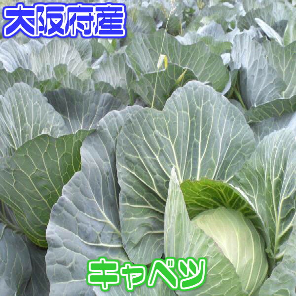 【兵庫県、大阪府産】キャベツ【野菜詰め合わせセットと同梱で送料無料】【西日本産 無農薬・低…...:808seika:10000043