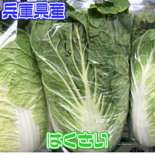 【兵庫県産】白菜【野菜詰め合わせセットと同梱で送料無料】【西日本産 無農薬・低農薬・特別栽培農産物】...:808seika:10000050