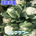 【徳島県産】カリフラワー 1株 約800g【クール便推奨商品】【野菜詰め合わせセットと同梱で送料無料】【西日本産 無農薬・低農薬・特別栽培農産物】