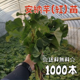 【2024年発送】【予約販売　送料無料】サツマイモ<strong>苗</strong> <strong>安納芋</strong>／紅系【切り<strong>苗</strong><strong>1000本</strong>】　基腐病の発生していない当農園で生産しています。岡山県産です。【さつまいも　大量購入　<strong>苗</strong>　新鮮】