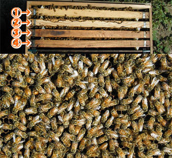 ミツバチ飼育4枚群