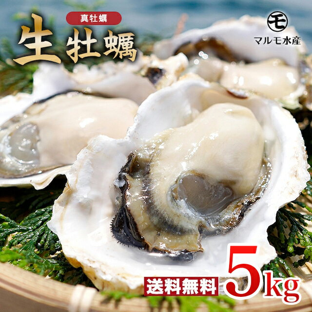 ★九十九島かき★殻付き真牡蠣(生食用) 5kg 九十九島産 産地直送 長崎 佐世保 ギフト 記念日 誕生日 プレゼント 退職祝い 入学祝い お取り寄せ UV殺菌済 ガイド付【送料無料】マルモ水産 [かき/カキ/<strong>生牡蠣</strong>]