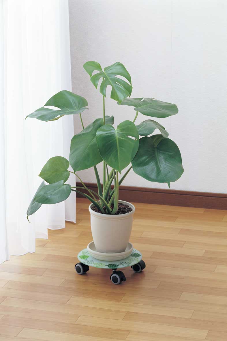 ꡪ߸˽ʬ󥹥ƥ饹ץ󥿡ܡ25