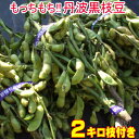 超破格!【2019年度産 丹波黒のえだまめ(2キロ枝付き)】もっちり旨い!秋の味覚枝豆