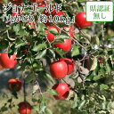 送料無料 ジョナゴールド 丸かじり 約10kg 県認証無し 小さめ 青森県産りんご 国産 認なし