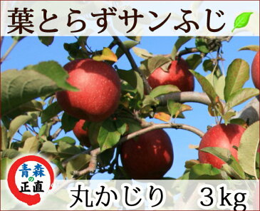 葉とらずりんご 【葉とらずサンふじ 丸かじり 約3kg 県認証無し】 りんご リンゴ 小さめ 食べきり 青森 国産 認なし　葉とらず ふじ サンふじ 青森りんご 青森県産