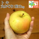 送料無料 トキ 丸かじり(小さめ) 約3kg (12個-14個入) 県認証有り 青森県特別栽培農産物認証取得 黄色いりんご 青森県産りんご ※沖縄・離島:送料1100円