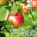 送料無料 葉とらずサンつがる 秀品 約3kg 県認証有り 青森県産りんご お手軽 減農薬栽培 特別栽培農産物認証 国産 【沖縄・離島:送料1000円】