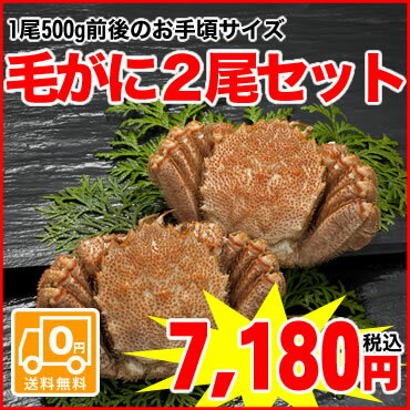 【函館直送】身入り抜群★蟹味噌も濃厚で美味です！冷凍毛がに姿2尾セット（1尾500g前後×2尾入）