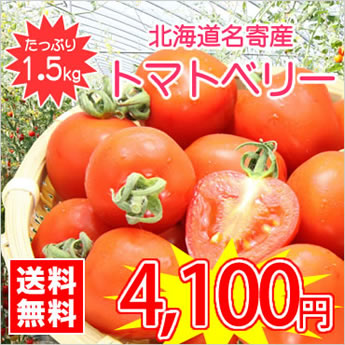 【送料無料】今話題のミニトマト★北海道名寄産トマトベリー【サイズ混合】 約1.5kg入（正規品）　※7月中旬以降収穫後のお届けとなります。