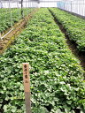【野菜苗】【芋苗】黄金千貫苗10本