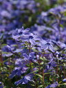 【送料無料】芝桜・シバザクラ(紫/オーキントンブルーアイ)200P