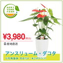 アンスリューム・ダコタ6号陶器鉢(約60cm)【送