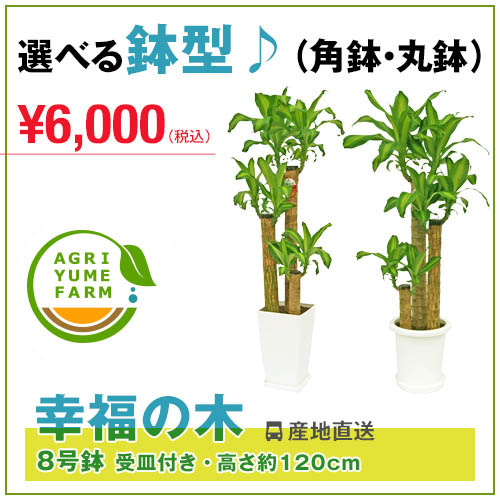 幸福の木(ドラセナ)8号プラ鉢(約120cm)【送料無料】観葉植物/新築祝い/開店祝い/誕…...:agriyumefarm:10000062