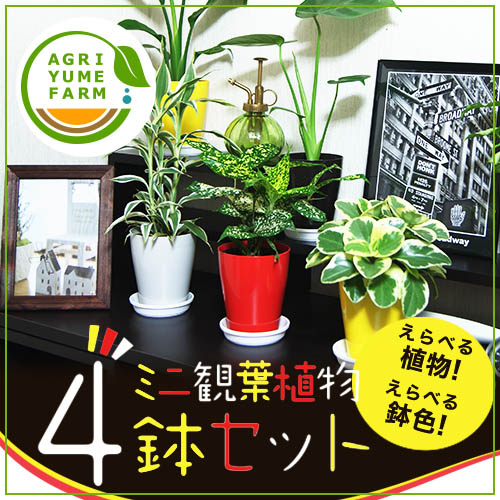 選べるかわいいミニ観葉植物4鉢セット【ストレリチアやゴムの木、ペペロミアなど】/観葉植物/…...:agriyumefarm:10000067