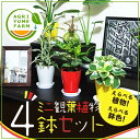 選べるかわいいミニ観葉植物4鉢セット【ストレリチアやゴムの木、ペペロミアなど】/観葉植物/新築祝い/開店祝い/誕生日プレゼント/結婚祝い/引越し祝い/モダン/インテリア/アジアン/通販】【smtb-ms】【楽ギフ_メッセ入力】【05P05Nov16】