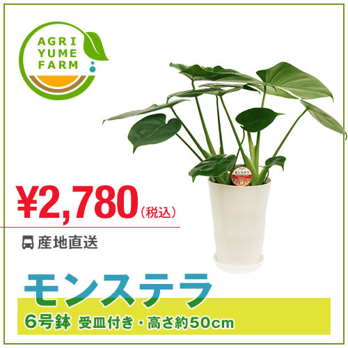 モンステラ6号プラ鉢観葉植物【送料無料/観葉植物/新築祝い/開店祝い/誕生日プレゼント/結婚祝い/引...:agriyumefarm:10000000