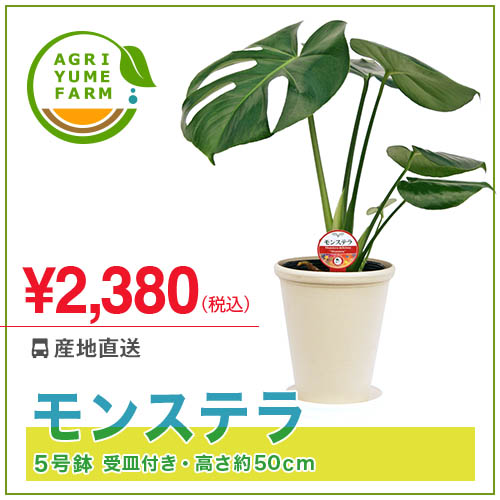 モンステラ5号プラ鉢(約50cm)観葉植物/新築祝い/開店祝い/誕生日プレゼント/結婚祝い…...:agriyumefarm:10000034