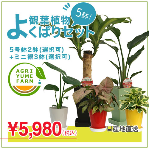 観葉植物 よくばりセットモンステラ/ストレリチア/幸福の木/サンスベリア/観葉植物/新築祝…...:agriyumefarm:10000064