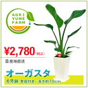 ストレリチア・オーガスタ6号プラ鉢(約70cm)観葉植物【観葉植物/新築祝い/開店祝い/誕生日プレゼント/結婚祝い/引越し祝い/インテリア】【smtb-ms】【楽ギフ_メッセ入力】【05P05Nov16】