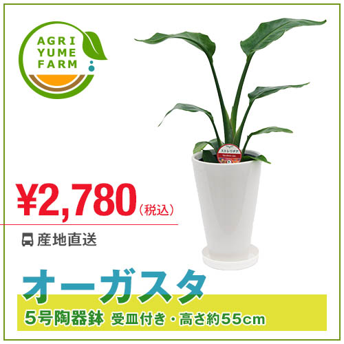 ストレリチア・オーガスタ5号陶器鉢(約55cm)観葉植物/新築祝い/開店祝い/誕生日プレゼ…...:agriyumefarm:10000029