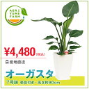 ストレリチア・オーガスタ7号プラ鉢(約90cm)観葉植物/新築祝い/開店祝い/誕生日プレゼント/結婚祝い/引越し祝い/モダン/インテリア/アジアン/通販】【smtb-ms】【楽ギフ_メッセ入力】【05P05Nov16】